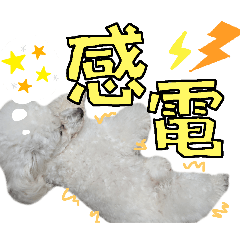 シャルルくん④