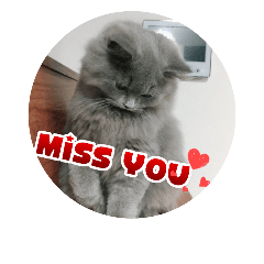 lovely cute gray cat – LINE stickers | LINE STORE