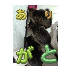 neko_20250309190709