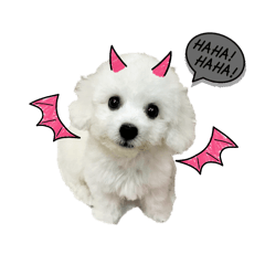 CHIKUWA is BICHONFRISE