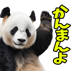 徳島阿波弁☆パンダ