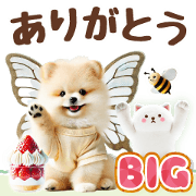 Pomeranian spring[BIG]