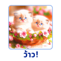 Tiny Ragdoll Wonders 3:Thai