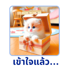 Tiny Ragdoll Wonders 2:Thai