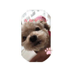 Hachi_20250311075634