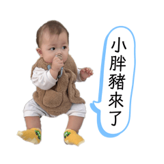 小胖豬來了