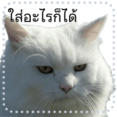 cat_cat_meaw