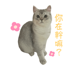 Dobby真貓哈囉2