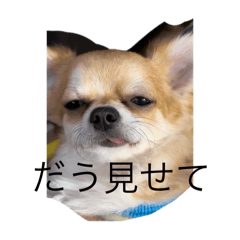 aaaiimi