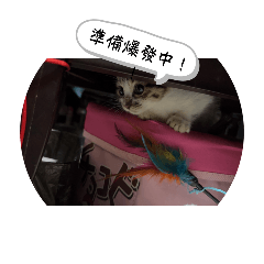 牙給生活貼