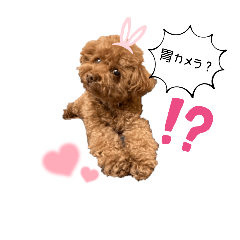 potato_20250311134018