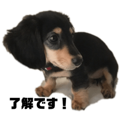 Maronchan_20250311134330