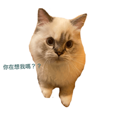 三隻貓吖