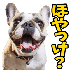 福井弁☆わんこ