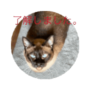 Shun_20250311173720