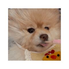 shiori_20250312085204