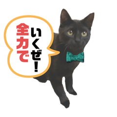 Ryu_20250311150357