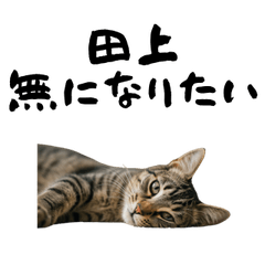 TANOUE TIRED CAT