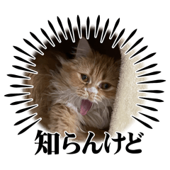 suechan_20250312090331