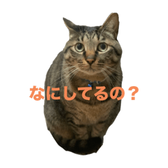 Mew_20250312004058