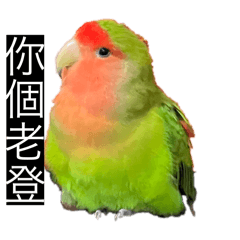 你個老登