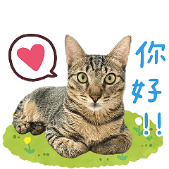 咚咚小貓咪