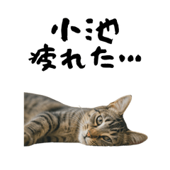 Koike Tired Cat