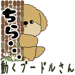 Poodle 2025 ( usual words) 1
