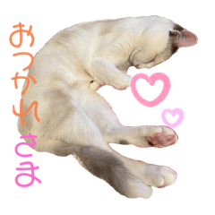 Moco_20250311220906