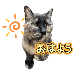 Miki_20250311161746