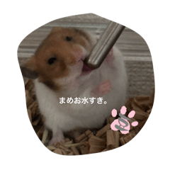 Moe_20250311234347