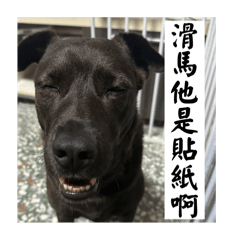 古裝劇看太多的無聊歐告