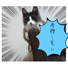 ayamaru_20250311204332