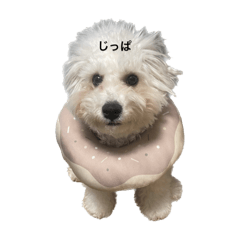 ima_20250312072805