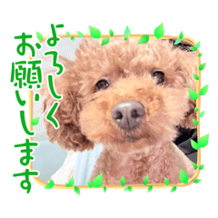 piyo_20250312140708
