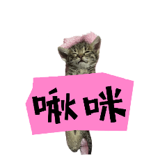 白橘喵日常