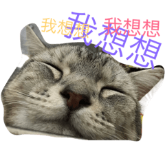 咪多的耍廢日常