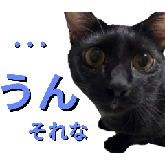 aki_20250312161107