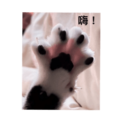 下雨嘻嘻趴兔