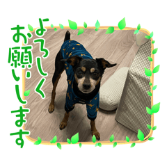 honobono_20250312153450