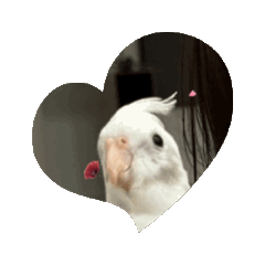 玄鳳鸚鵡貼圖