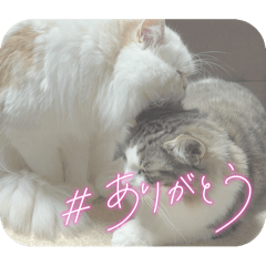 hinata_20250312165846