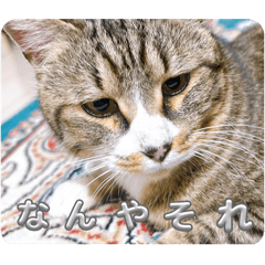 omochi_20250312155422