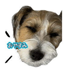 Jack Russell Terrier stamp.