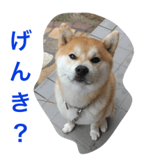 Taro_20250312222826