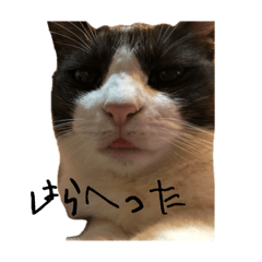 same_20250313103634