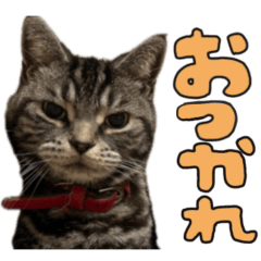 〜ハルの日常スタンプ1〜