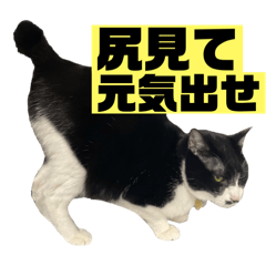 ao_20250312212215