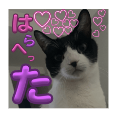 Kaede_20250313121545