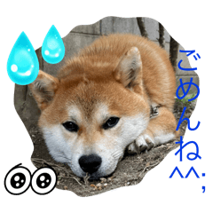 Taro_20250312224341
